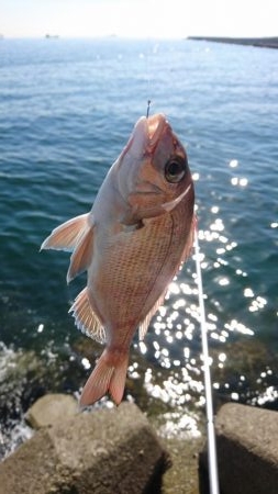 五目釣り(フカセ)