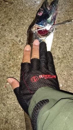 シーバス釣れず‼️