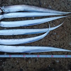 タチウオ南港全体好調