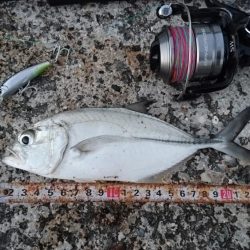 西表島 ルアーでオニヒラアジ