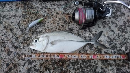 西表島 ルアーでオニヒラアジ