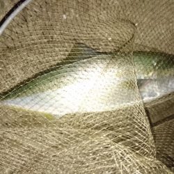 タモ入れの恐怖