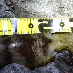 十三夜エギング