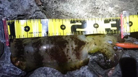 十三夜エギング