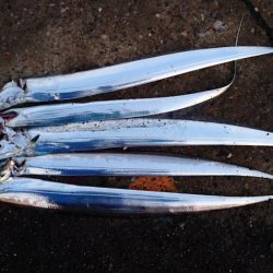 南港タチウオまだまだまだ釣れる