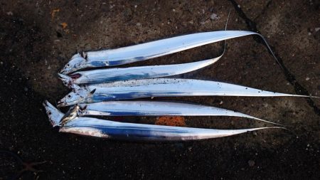 南港タチウオまだまだまだ釣れる