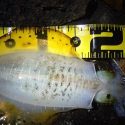 雨の中の朝マズメ狙い