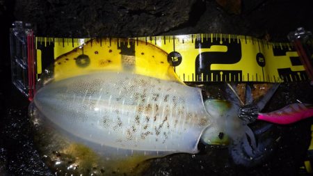 雨の中の朝マズメ狙い