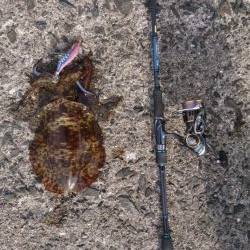 プチ離島エギング