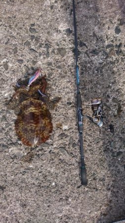 プチ離島エギング