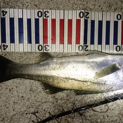 サヨリパターン攻略?