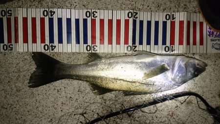 サヨリパターン攻略？