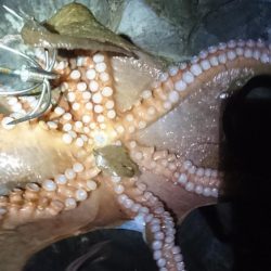 エギングでしたが…