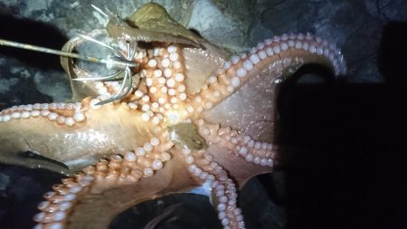 エギングでしたが…