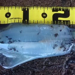 朝マヅメに出撃