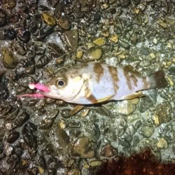 エギングからのメバリング