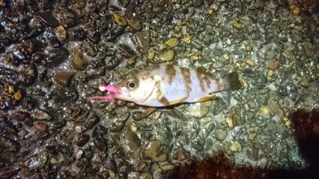 エギングからのメバリング