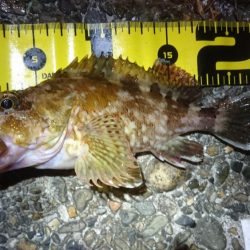 朝マヅメメバリング