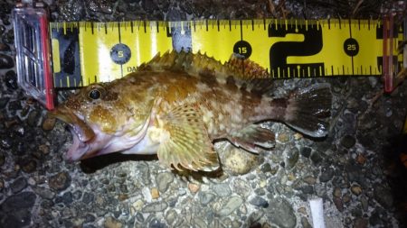 朝マヅメメバリング