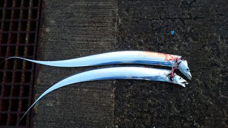 南港タチウオ大潮釣果