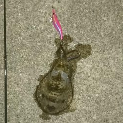 久々のエギング