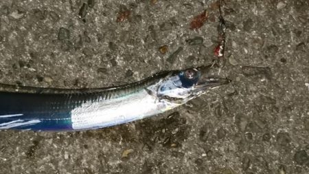 太刀魚 日没後30分のみ高活性