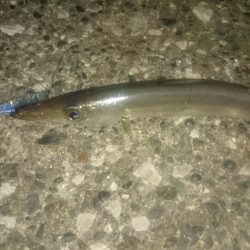 日中のマイクロゲーム