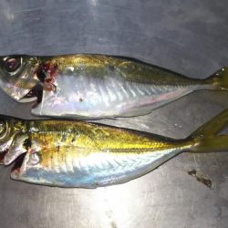 神戸アジング調査撃沈