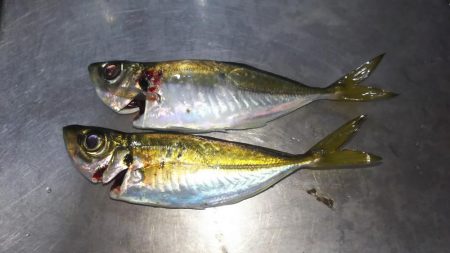 神戸アジング調査撃沈