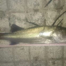 ベイトフィネスメバルプラッギングポンポン