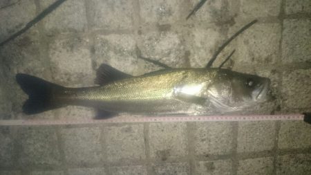 ベイトフィネスメバルプラッギングポンポン