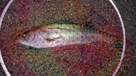 シーバス 60cm程が2匹