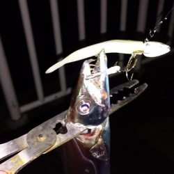 そろそろ渋めか!?