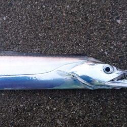 タチウオカッター！