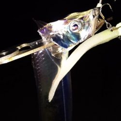 タチウオ渋いし小さい