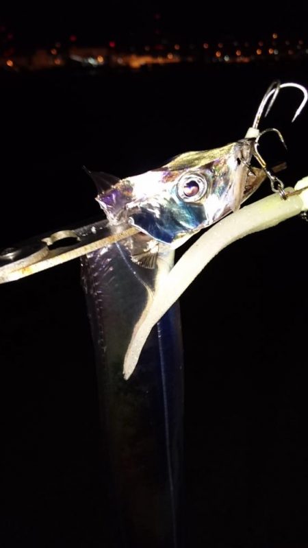 タチウオ渋いし小さい