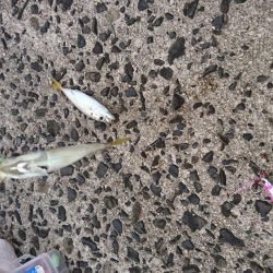 ジグサビキ釣果