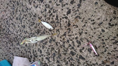 ジグサビキ釣果