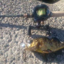 そろそろメバルシーズン