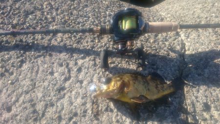 そろそろメバルシーズン