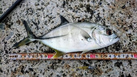 港内、ガルプワームで３種ヒットしました。