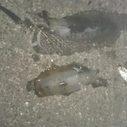 夕まずめ狙いで行ってきました。