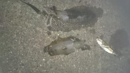 夕まずめ狙いで行ってきました。