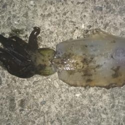 友人がいるため昨日より移動朝まずめ狙いで！