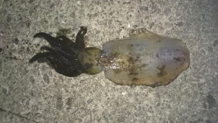 友人がいるため昨日より移動朝まずめ狙いで！