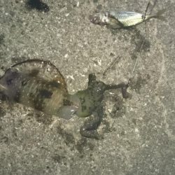 夜8時頃から雨と風が吹く前に狙って行ってきました。