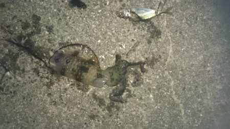 夜8時頃から雨と風が吹く前に狙って行ってきました。