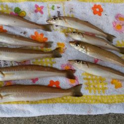 東二見白灯台でキス狙い