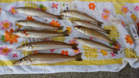 東二見白灯台でキス狙い