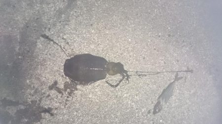 アオリイカ狙いで行ったのに何故か？